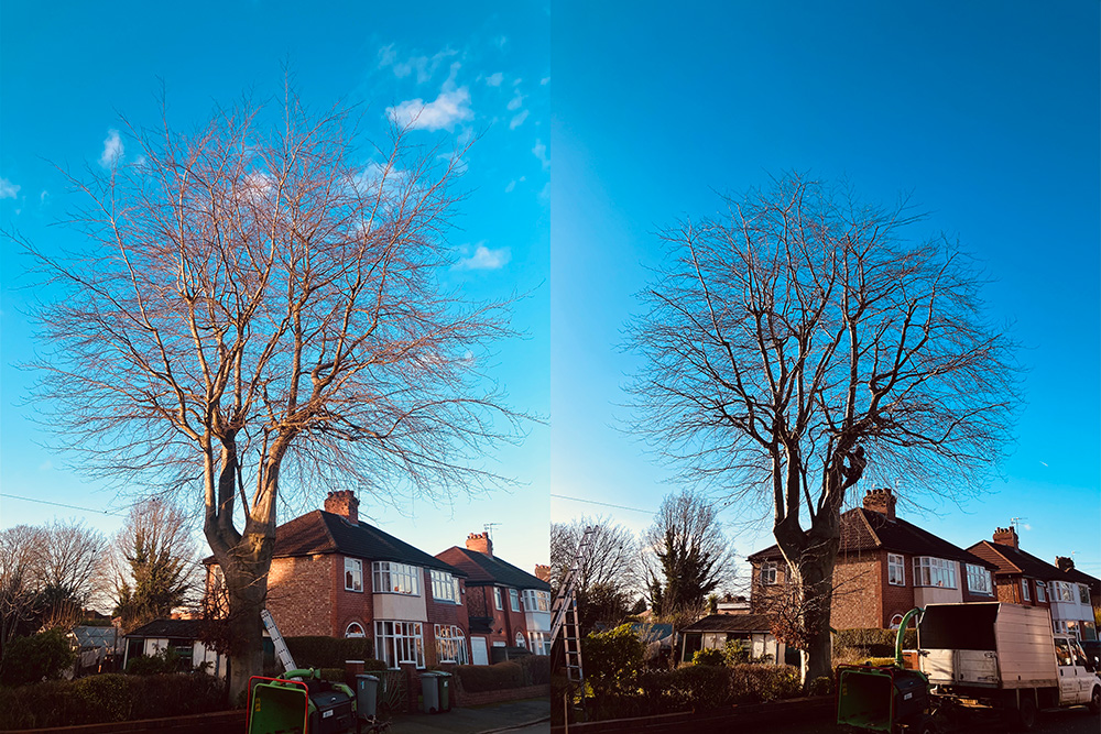 Tree PruningSmall